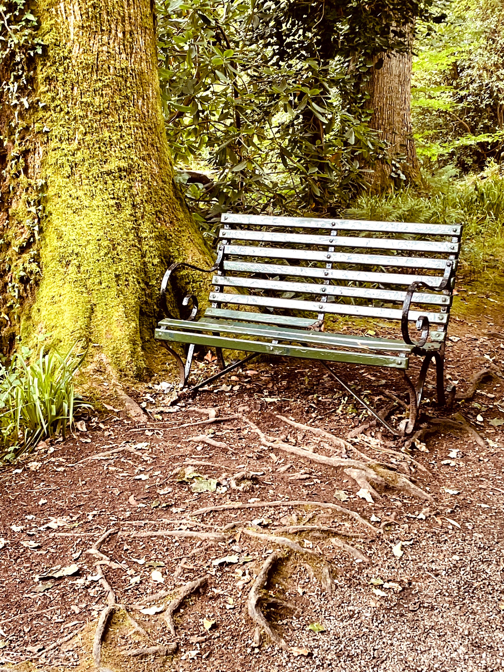 Bench Beside Tree